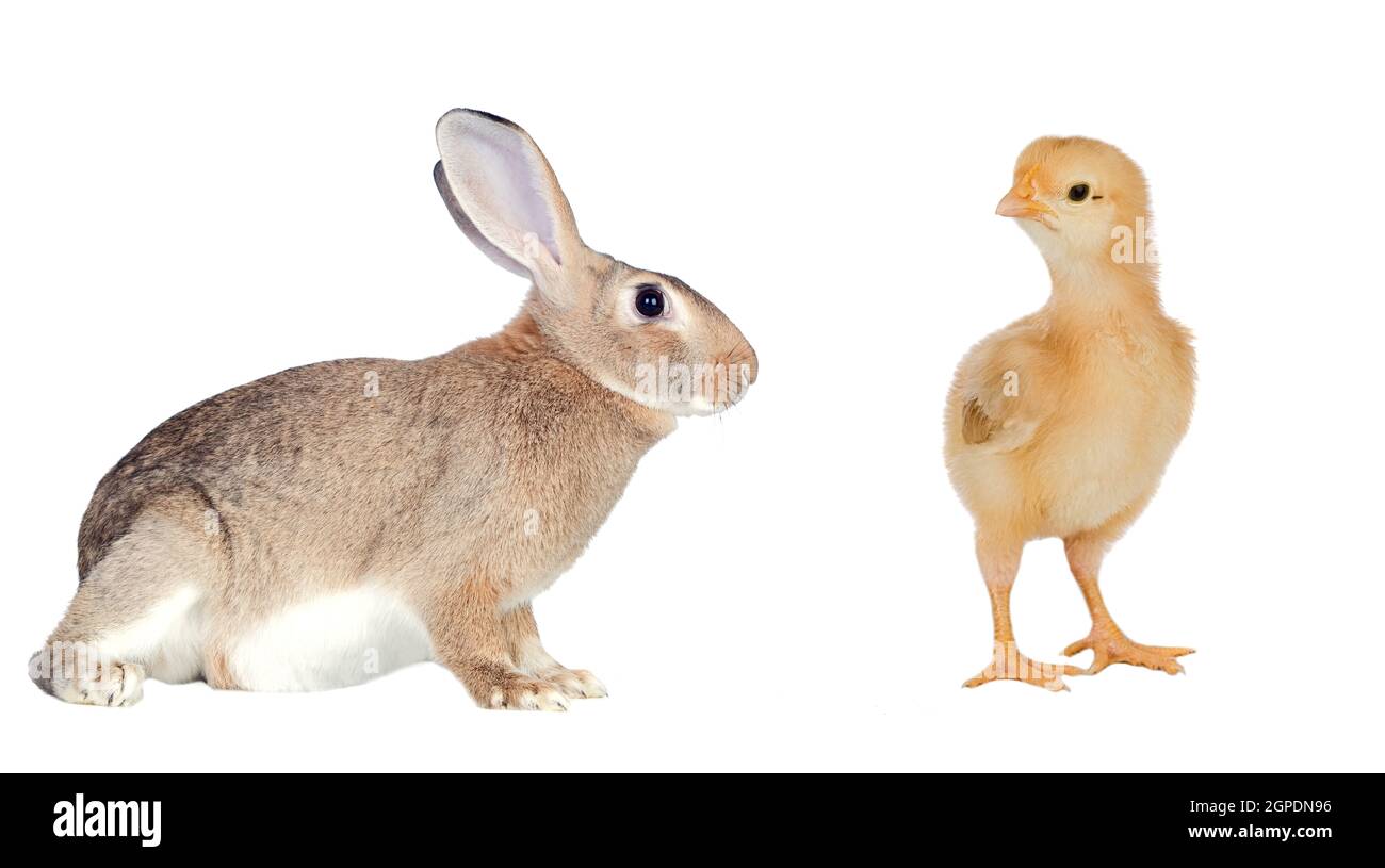 Two easter friends isolated on a white background Stock Photo