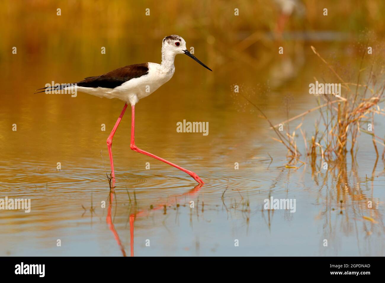 Black winged stilt mating hires stock photography and images Alamy