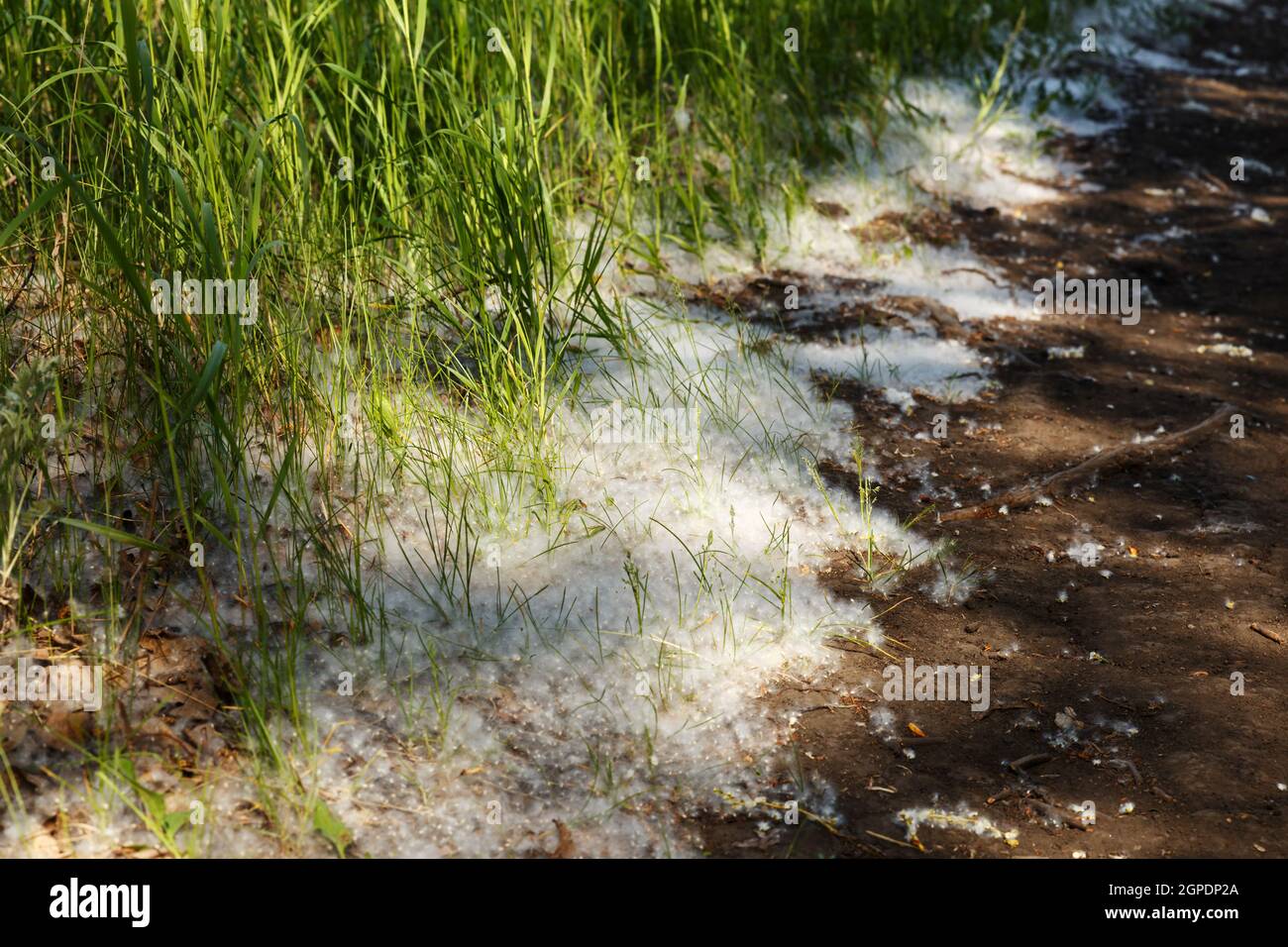 Grass and poplar fluff. The green grass is covered with white poplar