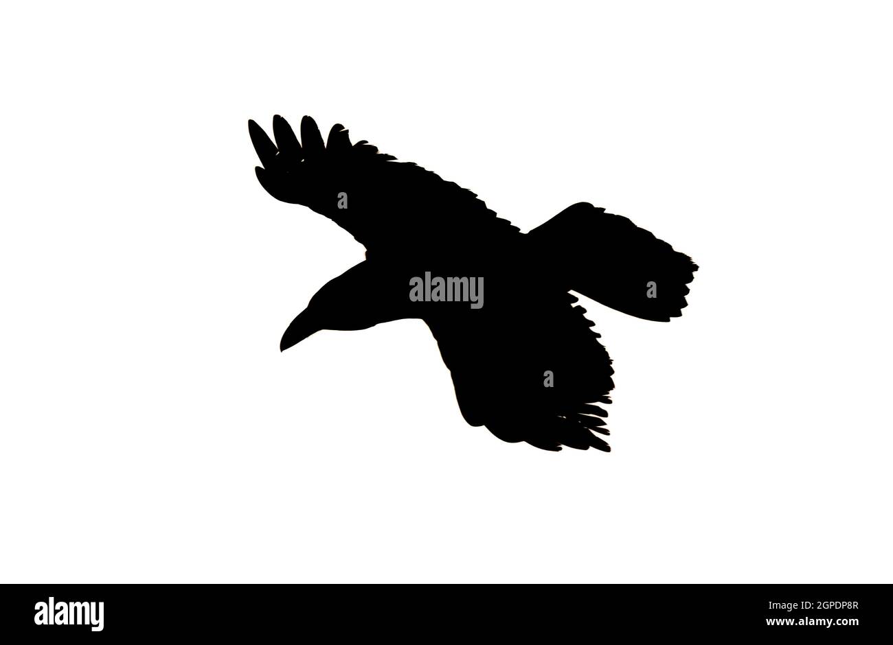 Silhouette of a bird in flight isolated on a white background Stock ...