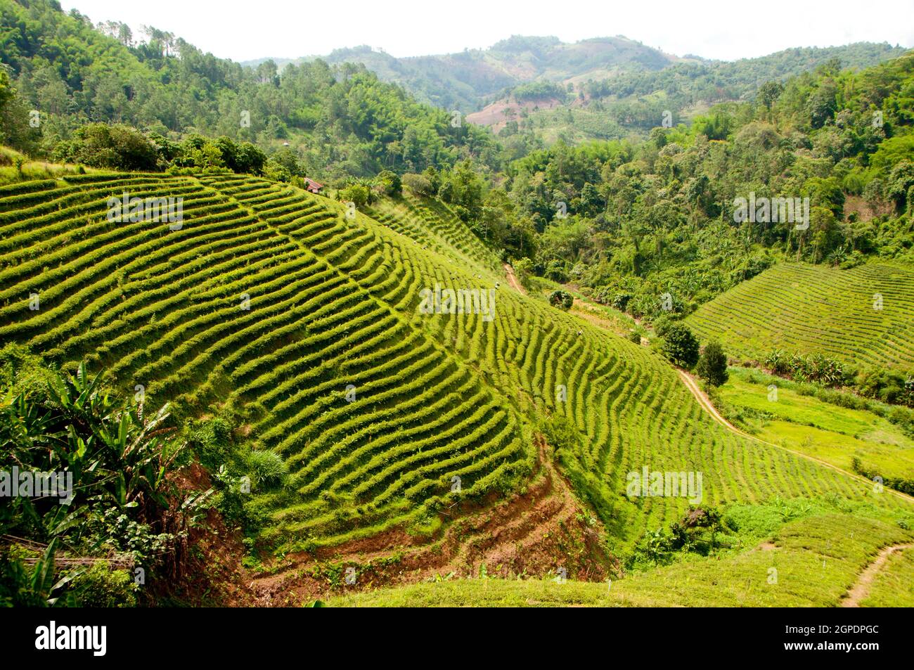 Thailand: Tea plantations near Doi Mae Salong (Santikhiri), Chiang Rai Province, northern Thailand. Doi Mae Salong was once an impoverished, heavily-armed Kuomintang (KMT) outpost, it is today a tranquil oasis of tea gardens, fruit orchards and Yunnanese-style houses. Stock Photo