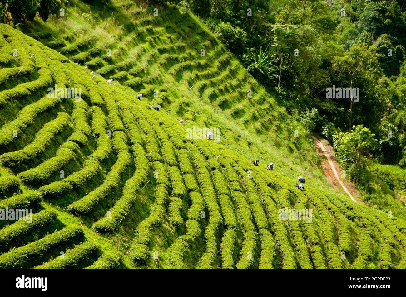 Thailand: Tea plantations near Doi Mae Salong (Santikhiri), Chiang Rai Province, northern Thailand. Doi Mae Salong was once an impoverished, heavily-armed Kuomintang (KMT) outpost, it is today a tranquil oasis of tea gardens, fruit orchards and Yunnanese-style houses. Stock Photo
