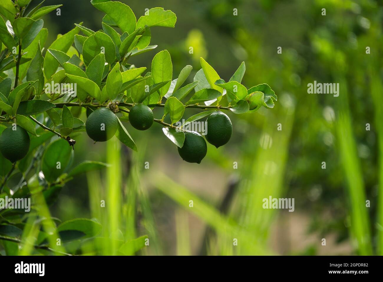 Selective focus shot of growing ripe on the trees Stock Photo - Alamy