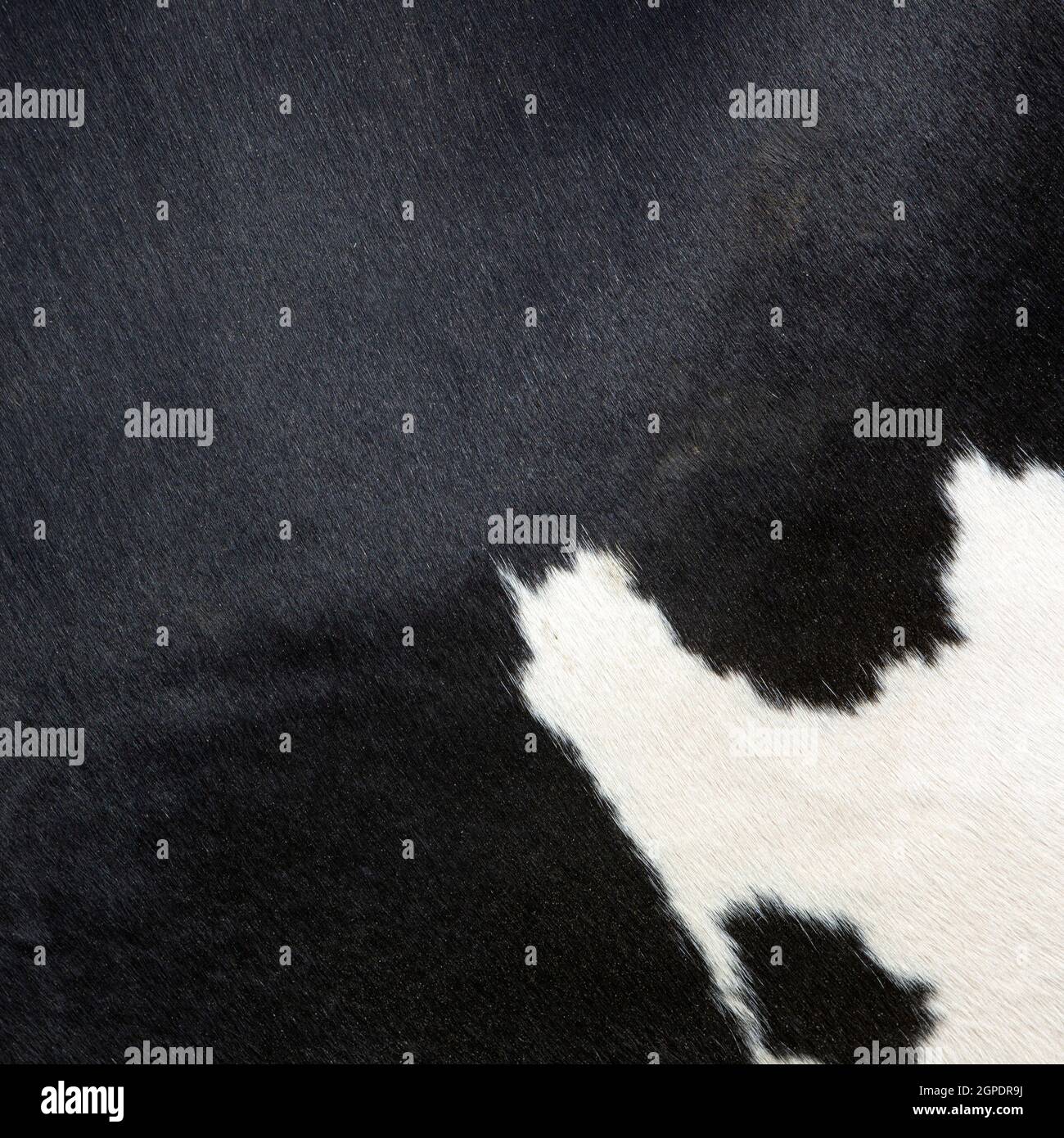 hide of black and white spotted cow in closeup Stock Photo