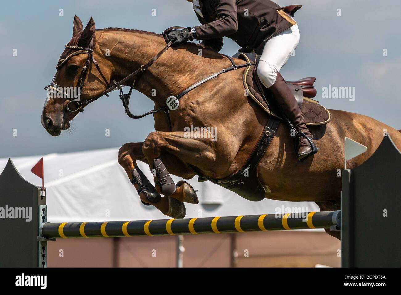 Horse Jumping, Equestrian Sports, Show Jumping event themed photograph ...