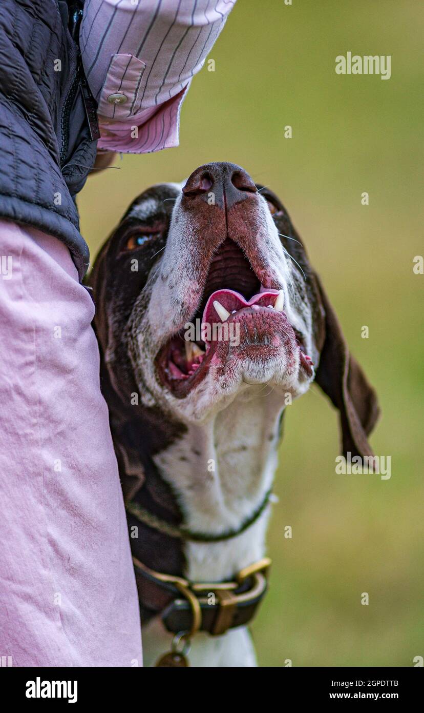 Portrait of a Pointer dog against his owners hand with a blurred background Stock Photo