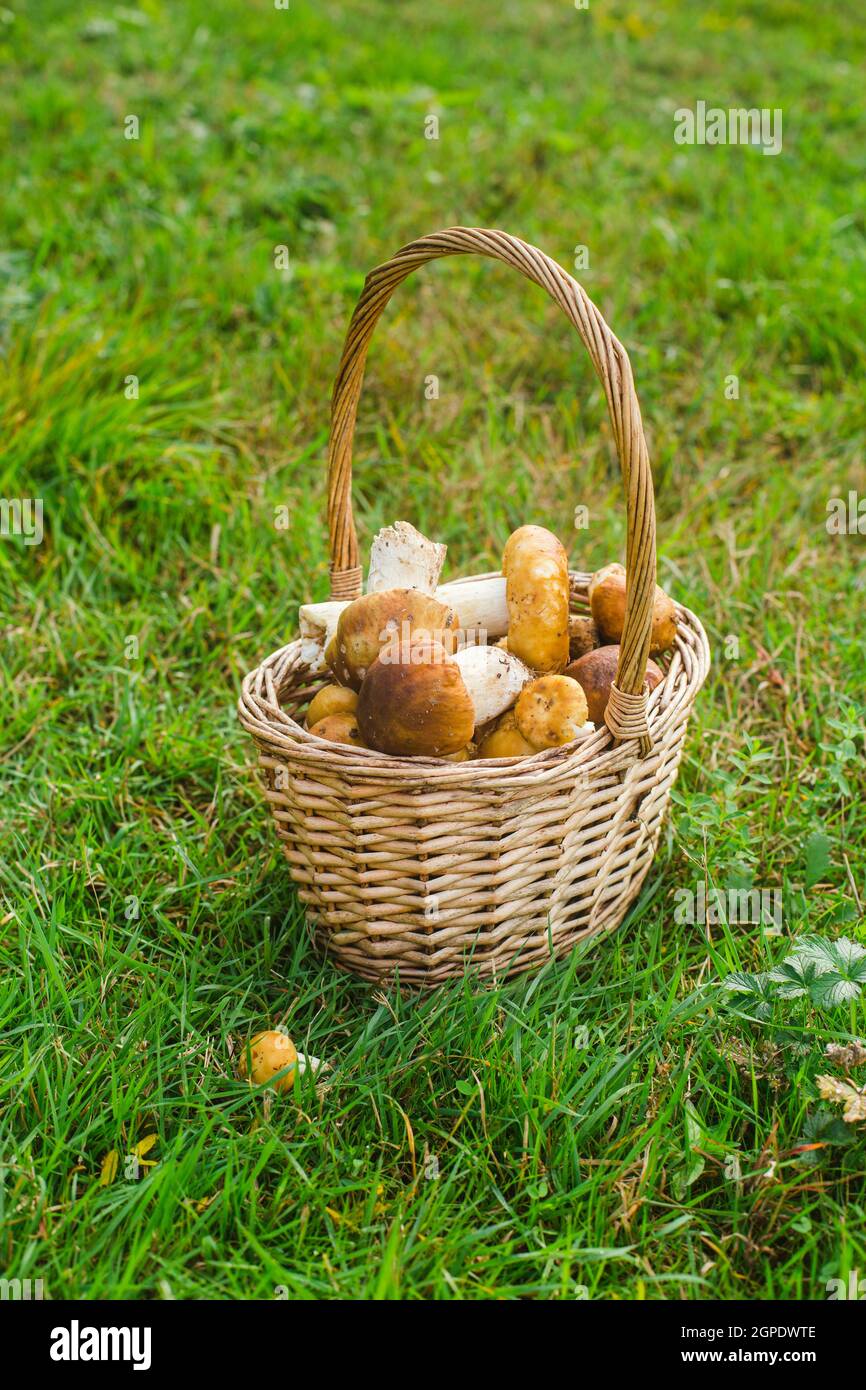 picked forest mushrooms in basket on green grass Stock Photo