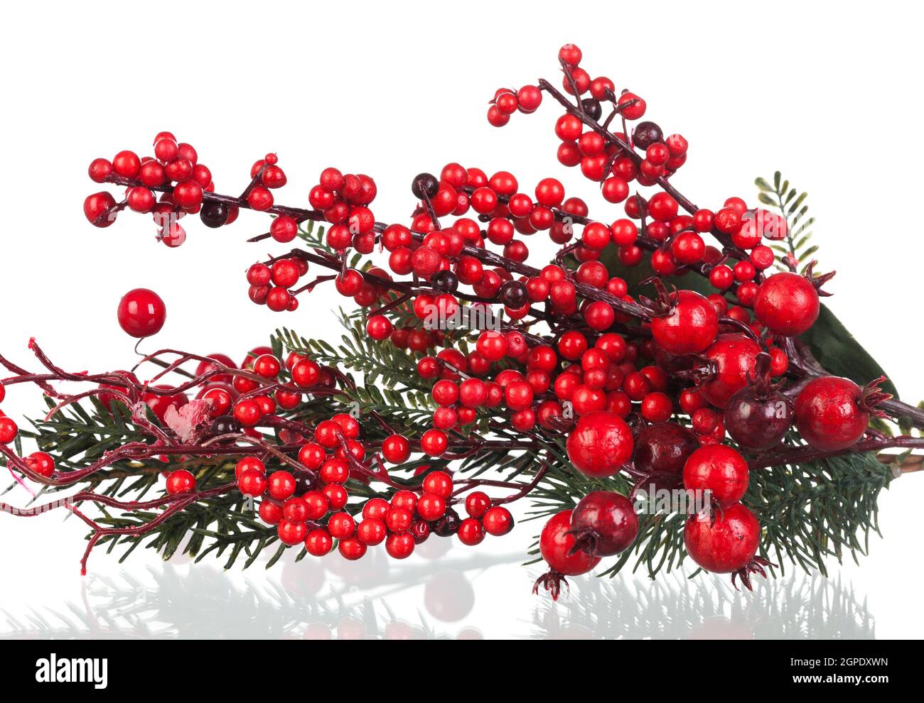Christmas branch with red fruits isolated on a white background Stock ...