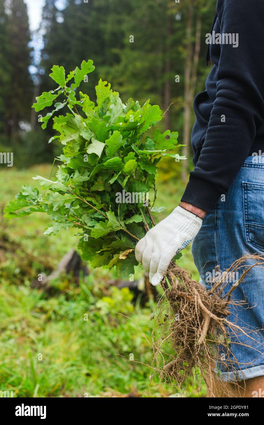 planting tree concept. young man takes oaks in hand ready to plant in the forest Stock Photo