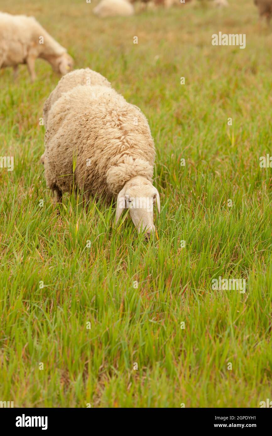 Flock of sheep grazing in a meadow with tall grasses Stock Photo - Alamy