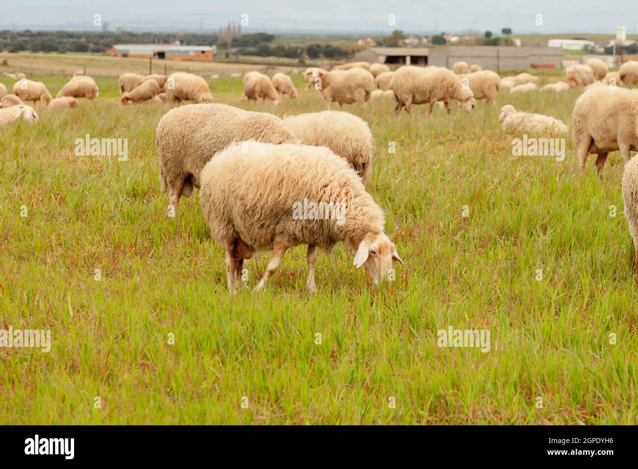 Flock of sheep grazing in a meadow with tall grasses Stock Photo - Alamy