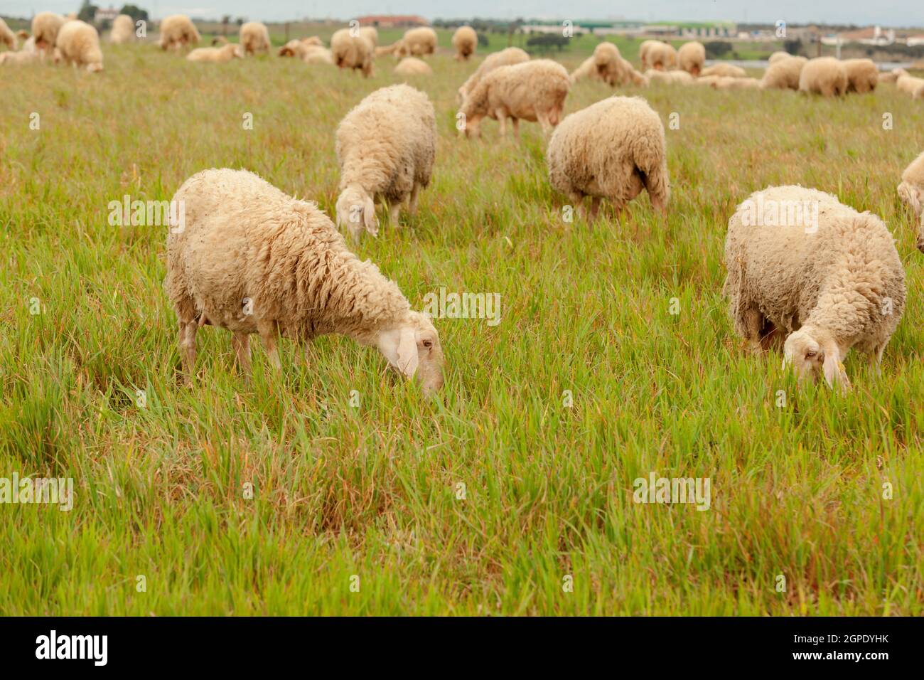 Flock of sheep grazing in a meadow with tall grasses Stock Photo - Alamy