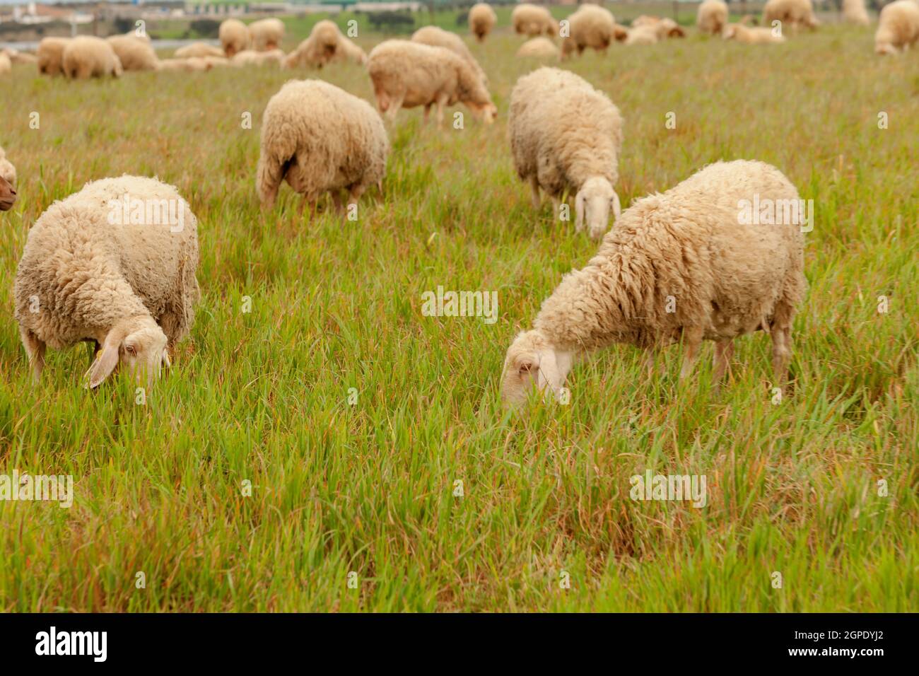 Flock of sheep grazing in a meadow with tall grasses Stock Photo - Alamy