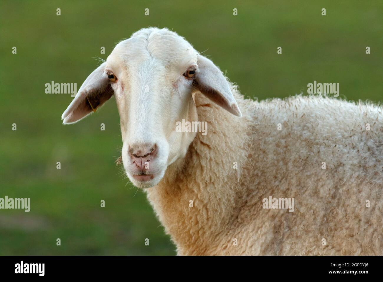 Beautiful lamb next to its mother in the landscape Stock Photo - Alamy