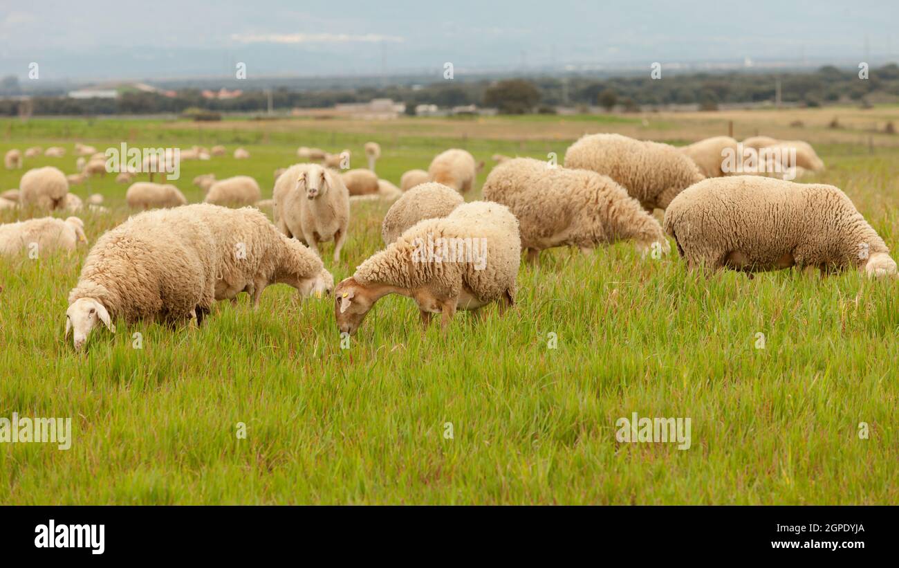 Flock of sheep grazing in a meadow with tall grasses Stock Photo - Alamy