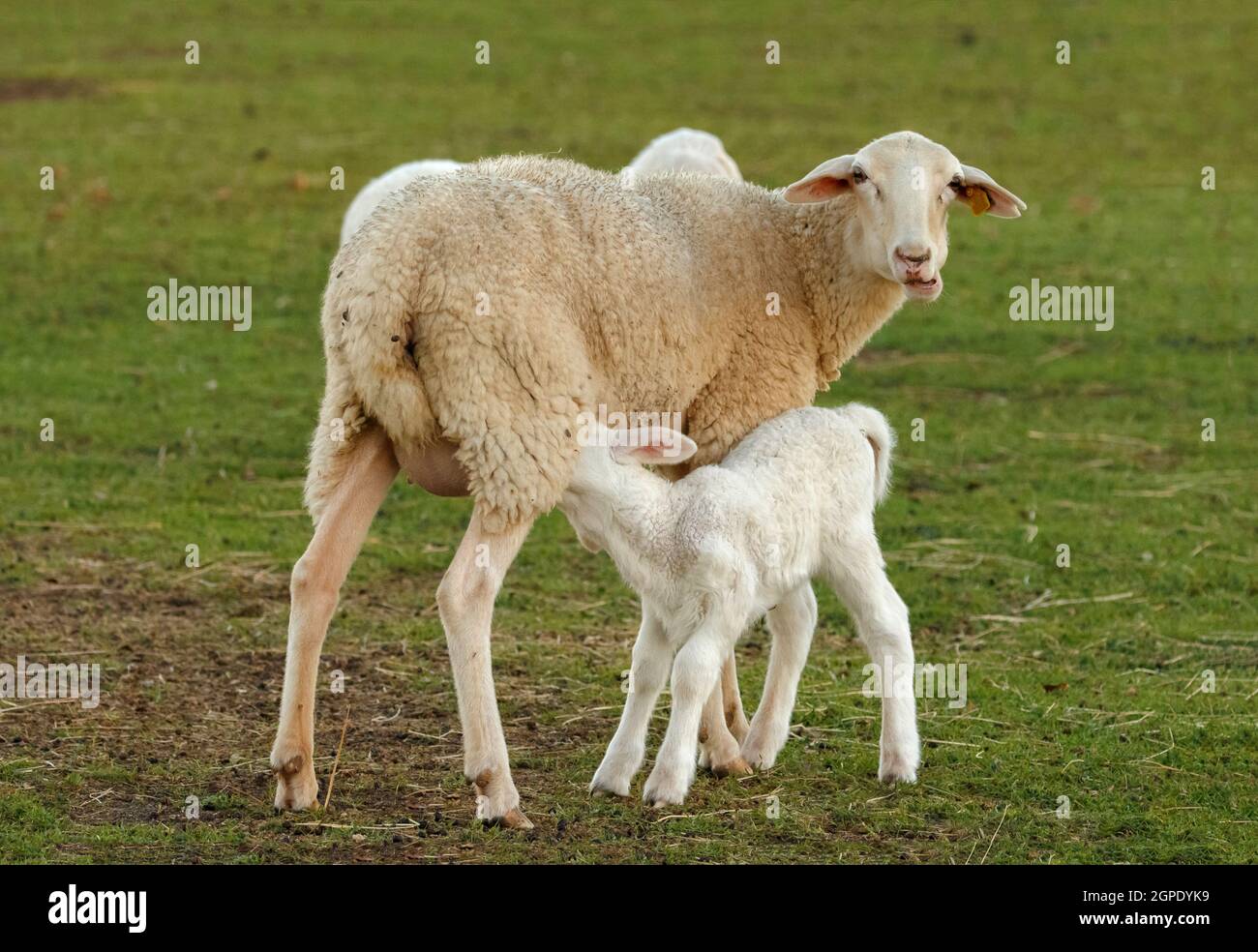 Beautiful lamb next to its mother in the landscape Stock Photo - Alamy