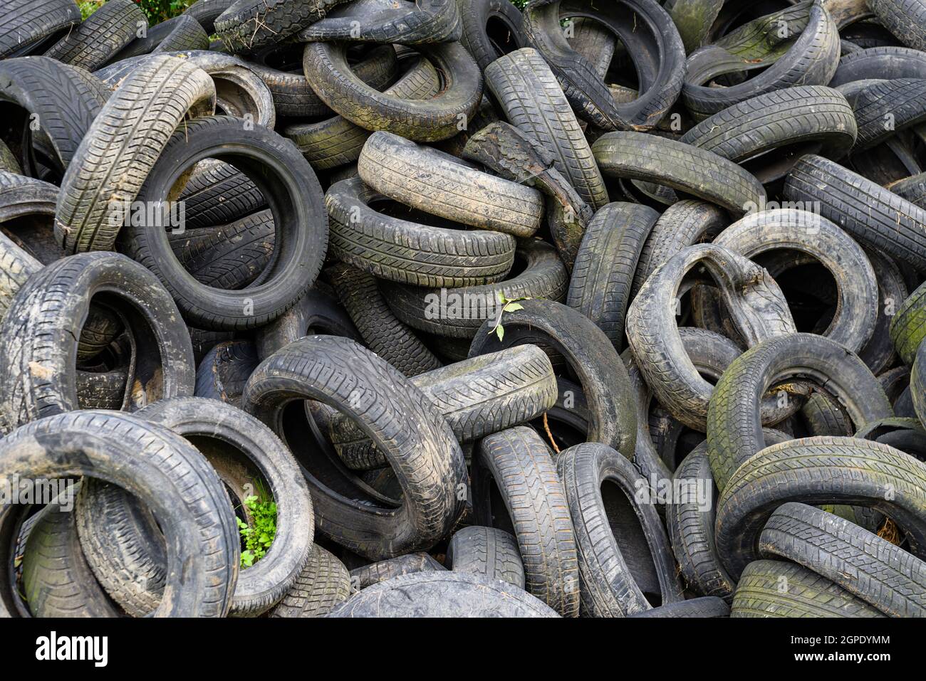 Pile of used tyres being used in a farm to weigh down a silage heap Stock Photo