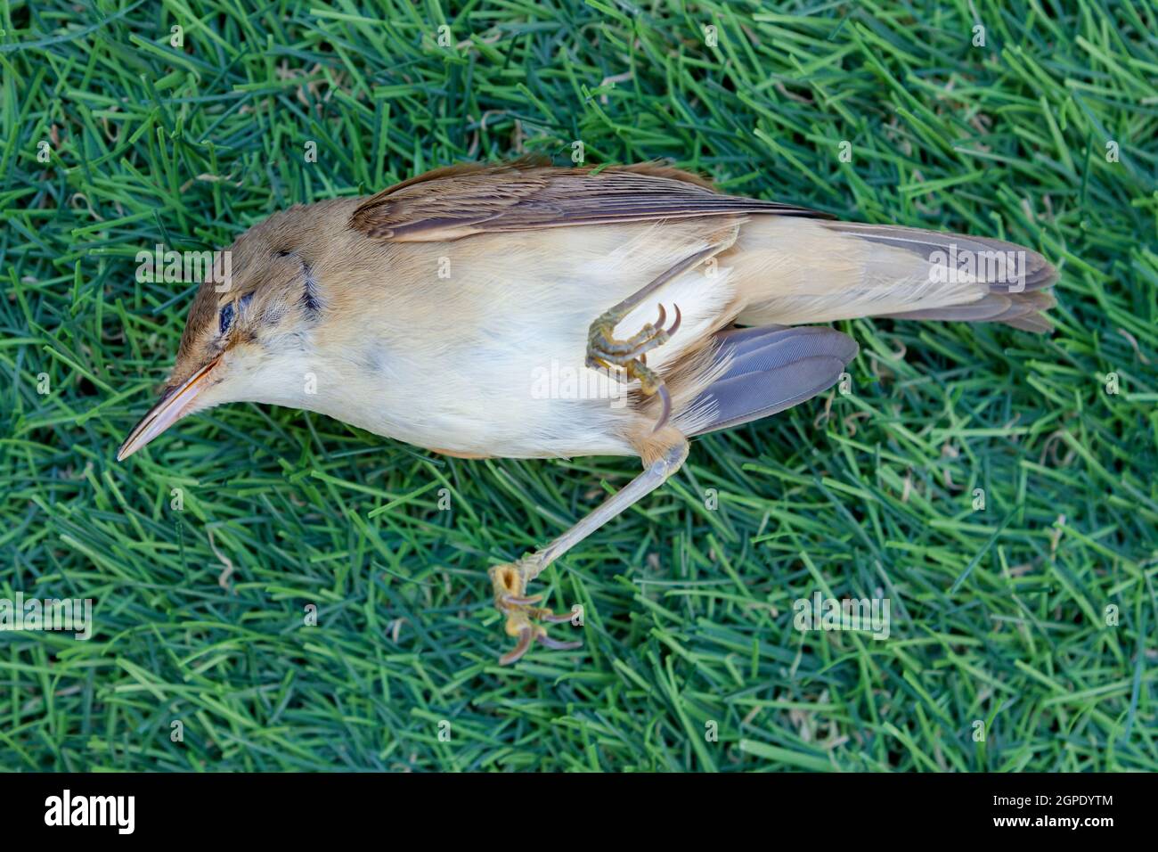 Dead small brown bird on the grass Stock Photo