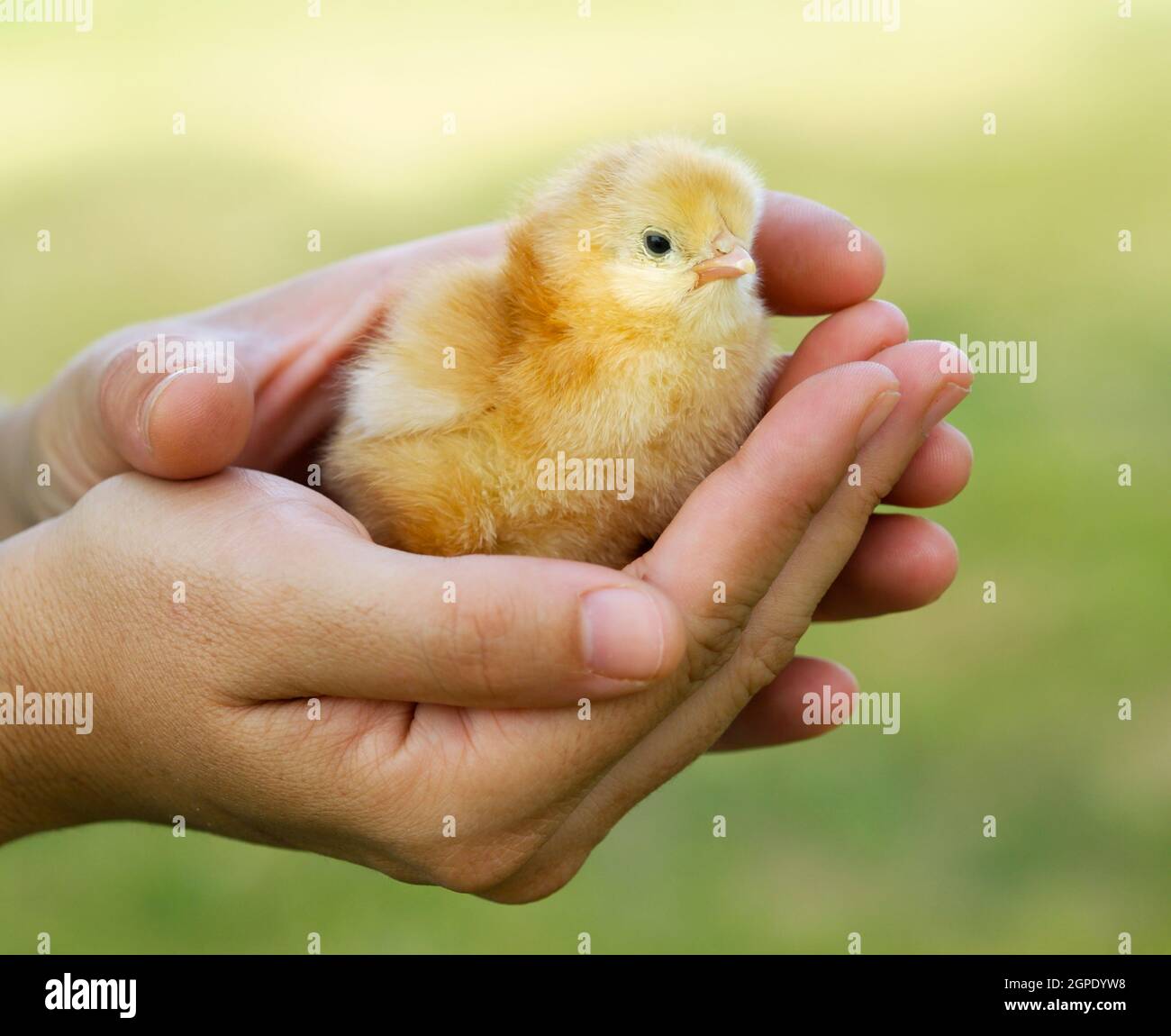 Female hand holding a yellow chicken with a green background Stock Photo