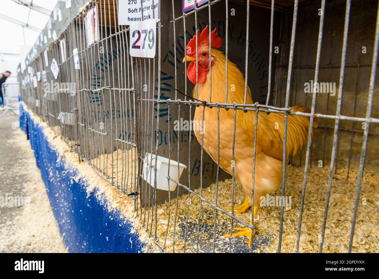 Chickens in cages being exhibited in the poultry area of the Balmoral Show, Lisburn, Northern Ireland, United Kingdom, UK Stock Photo