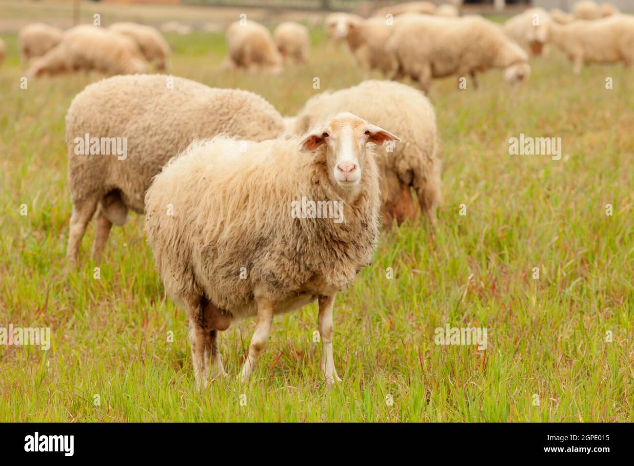 Flock of sheep grazing in a meadow with tall grasses Stock Photo - Alamy