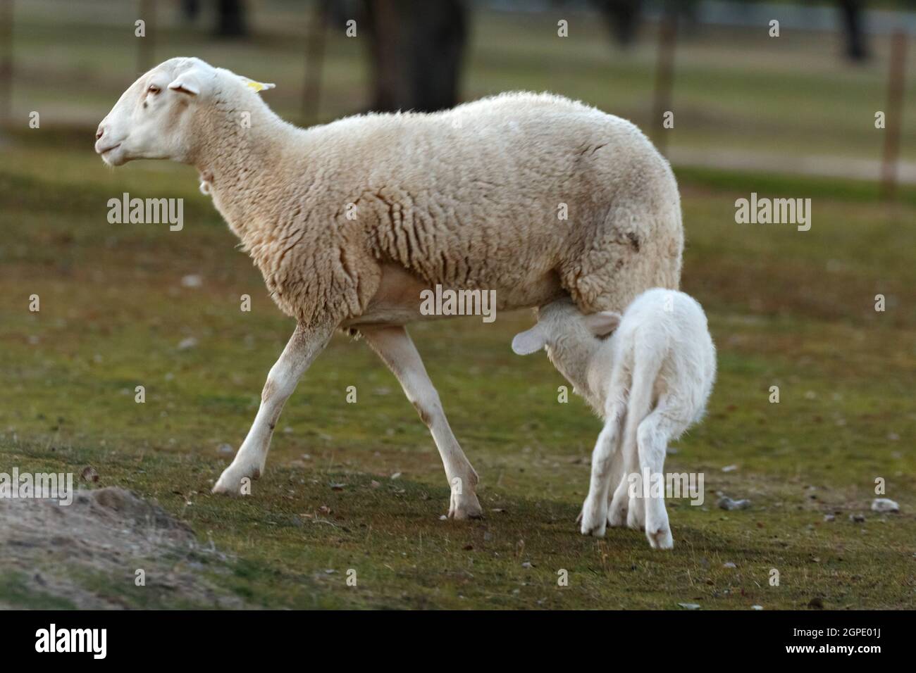 Beautiful lamb next to its mother in the landscape Stock Photo - Alamy