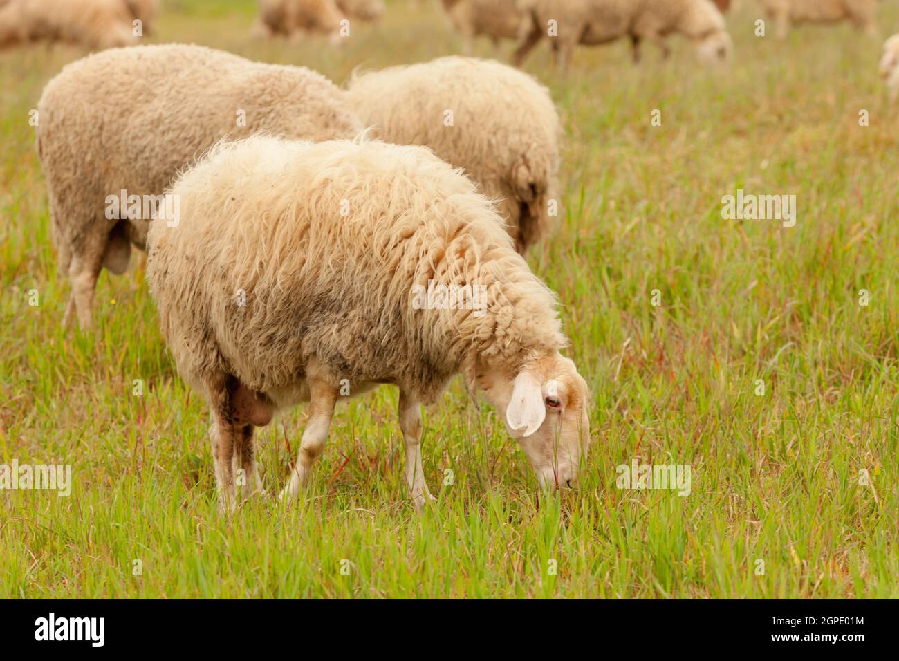 Flock of sheep grazing in a meadow with tall grasses Stock Photo - Alamy