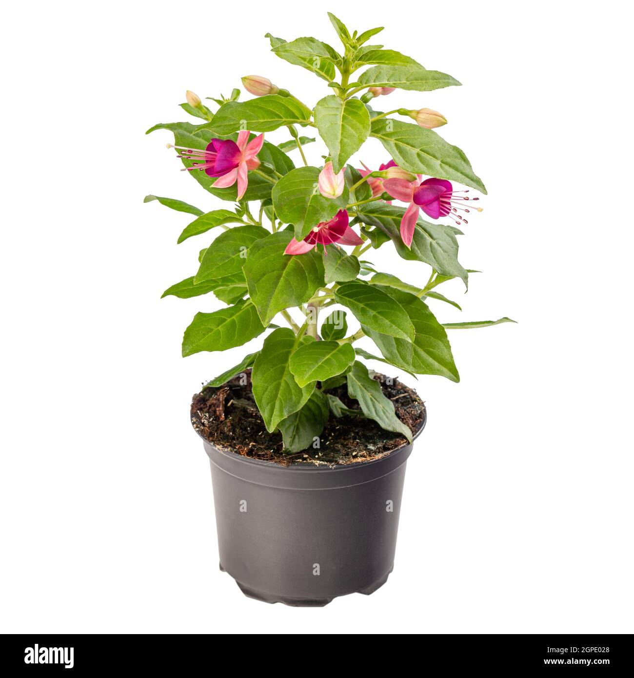 Bright pink fuchsia flower in flower pot on white background Stock Photo