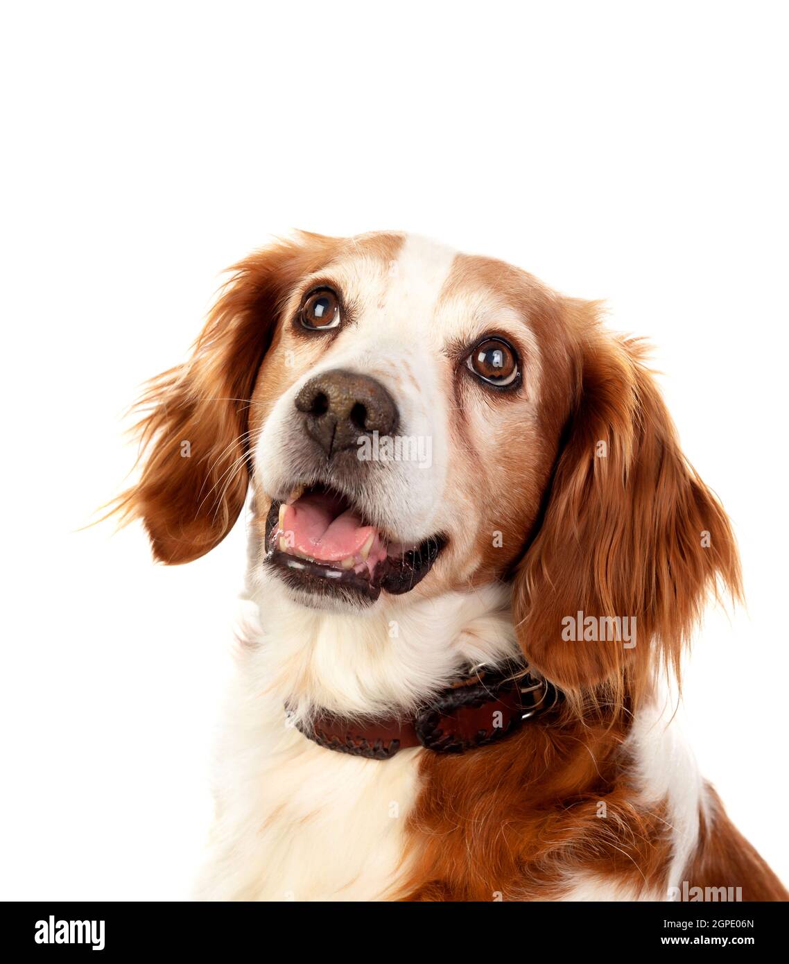 Beautiful portraits of a dog isolated on a white background Stock Photo ...