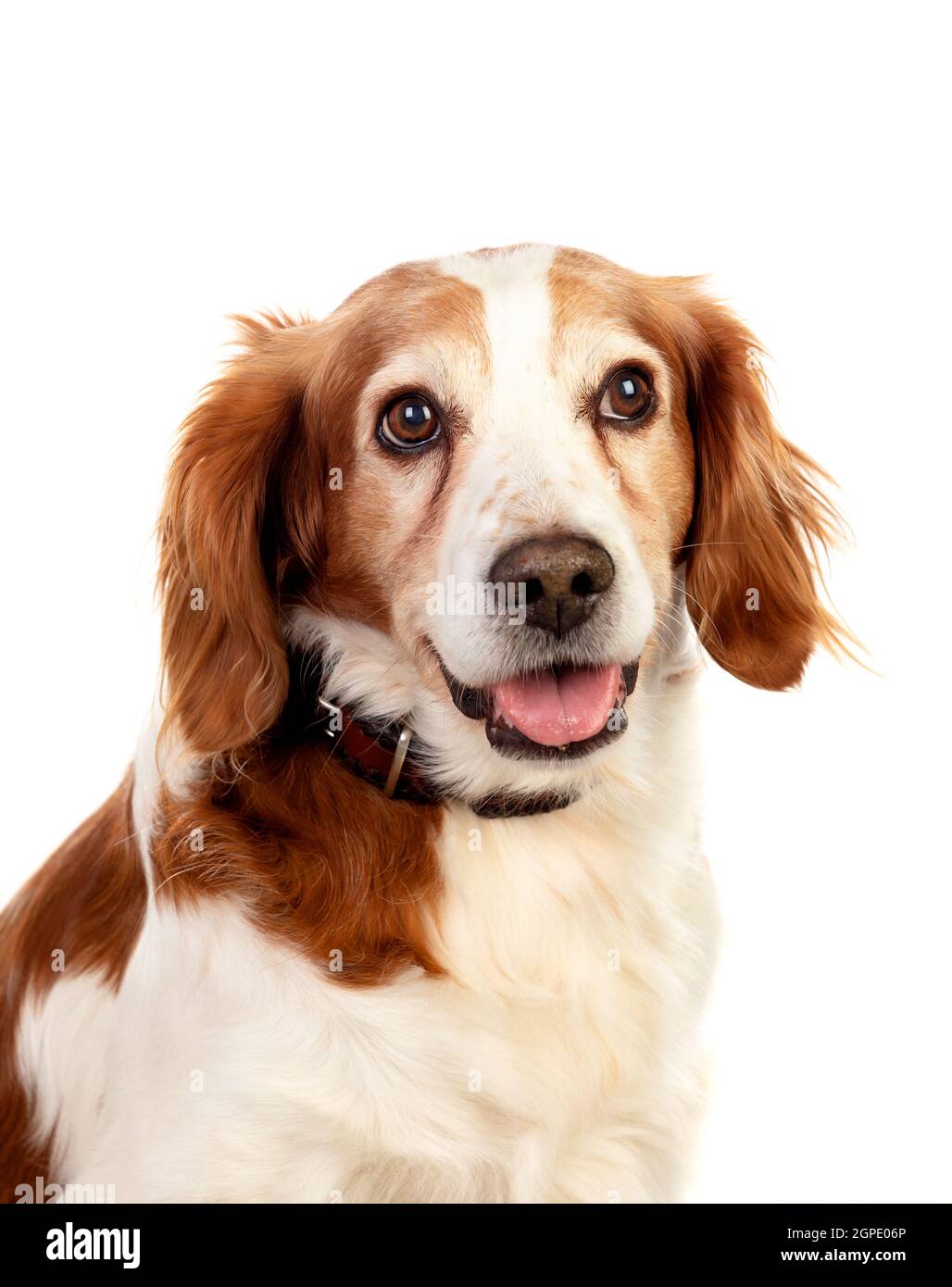 Beautiful portraits of a dog isolated on a white background Stock Photo ...