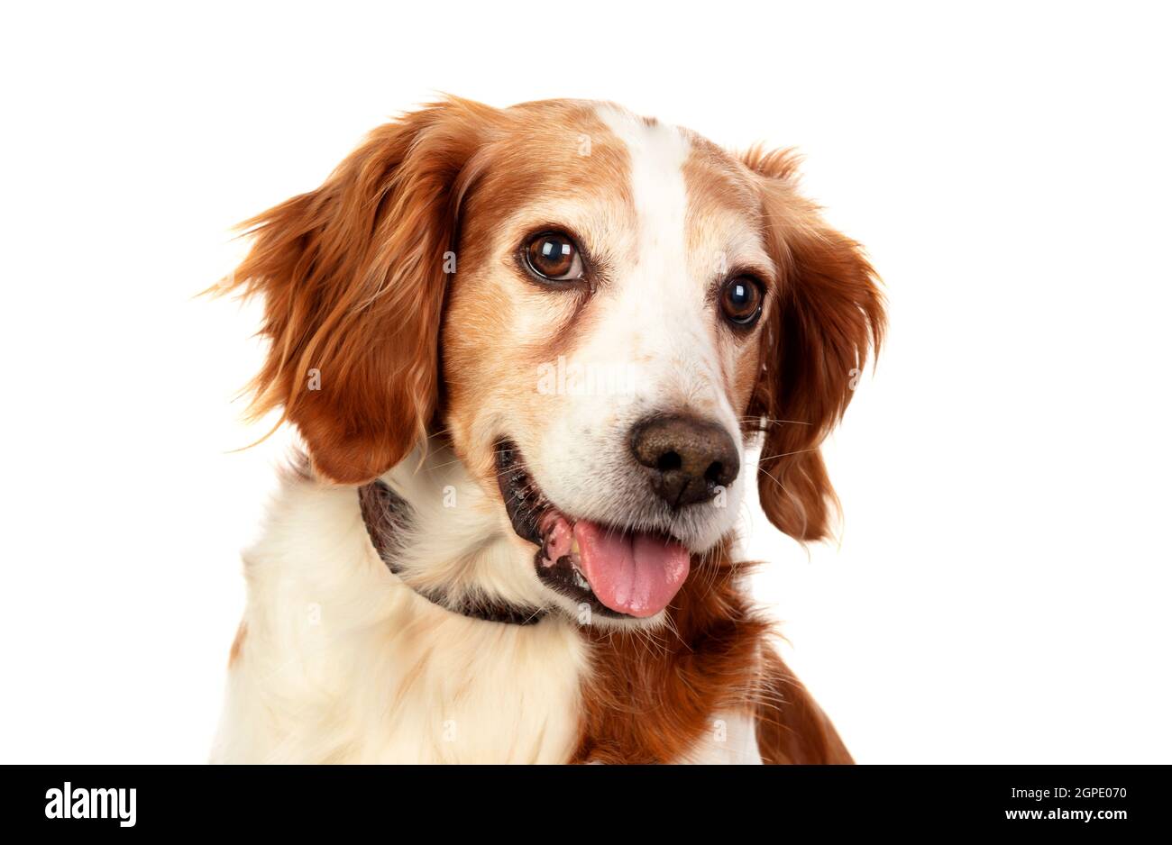 Beautiful portraits of a dog isolated on a white background Stock Photo ...