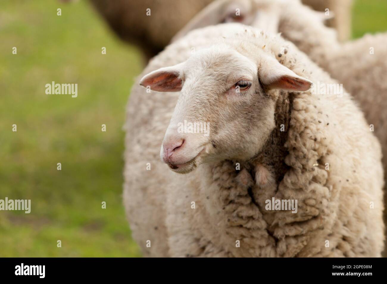 Nice sheep grazing in the meadow with green grass Stock Photo