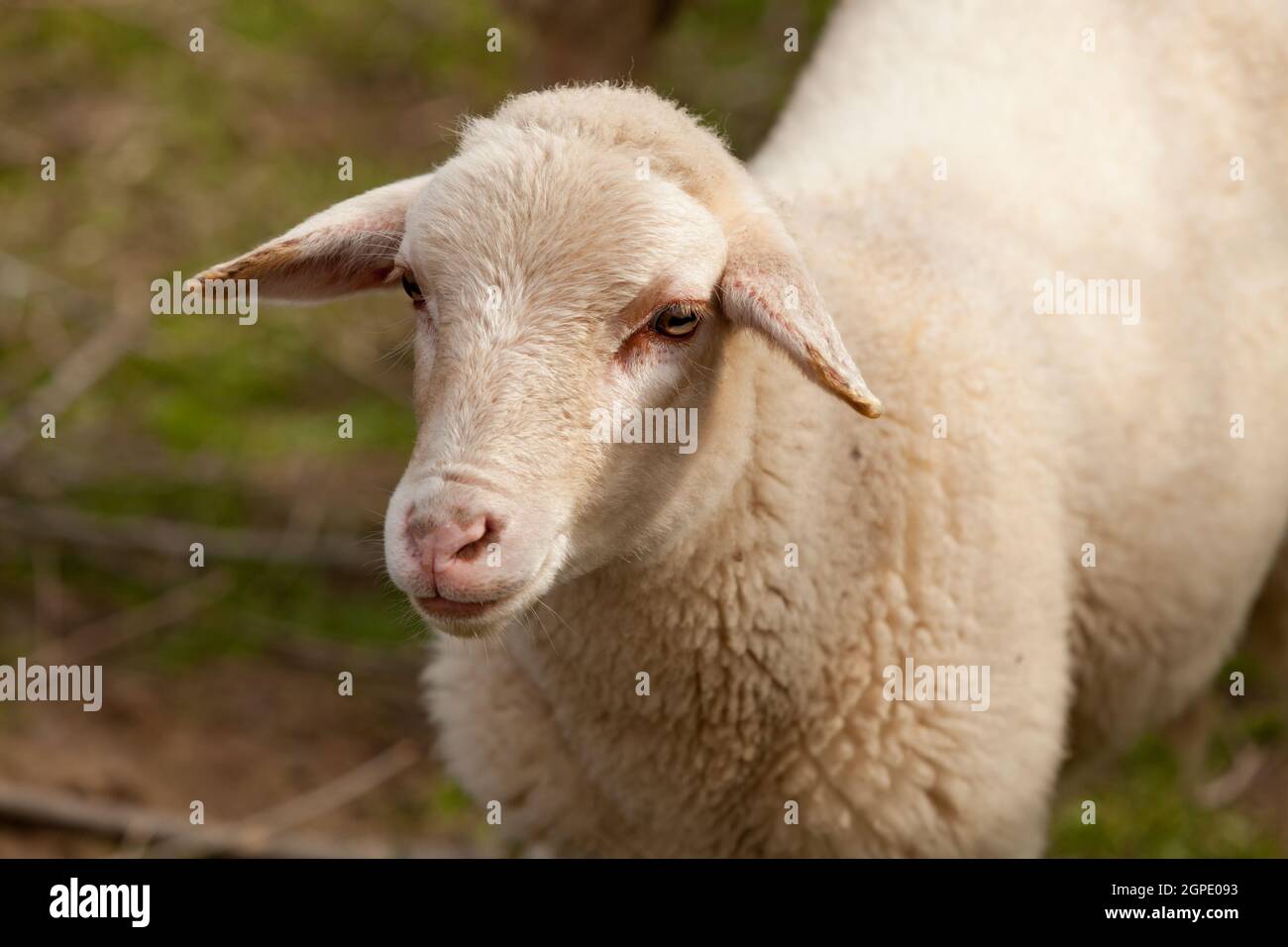 Nice sheep grazing in the meadow with green grass Stock Photo - Alamy