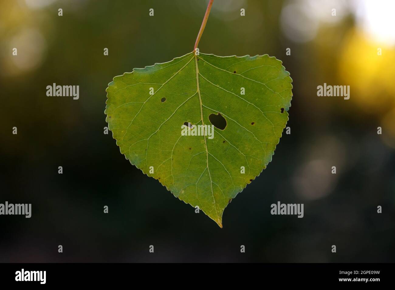 Green leaf close up for background Stock Photo - Alamy