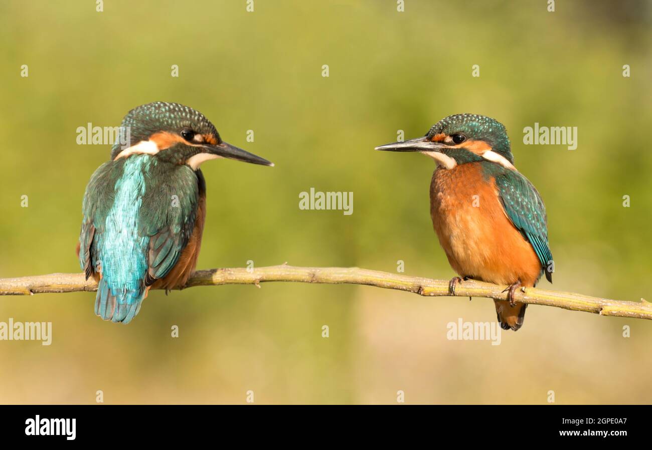 Couple of kingfishers in the nature. Two birds falling in love Stock Photo