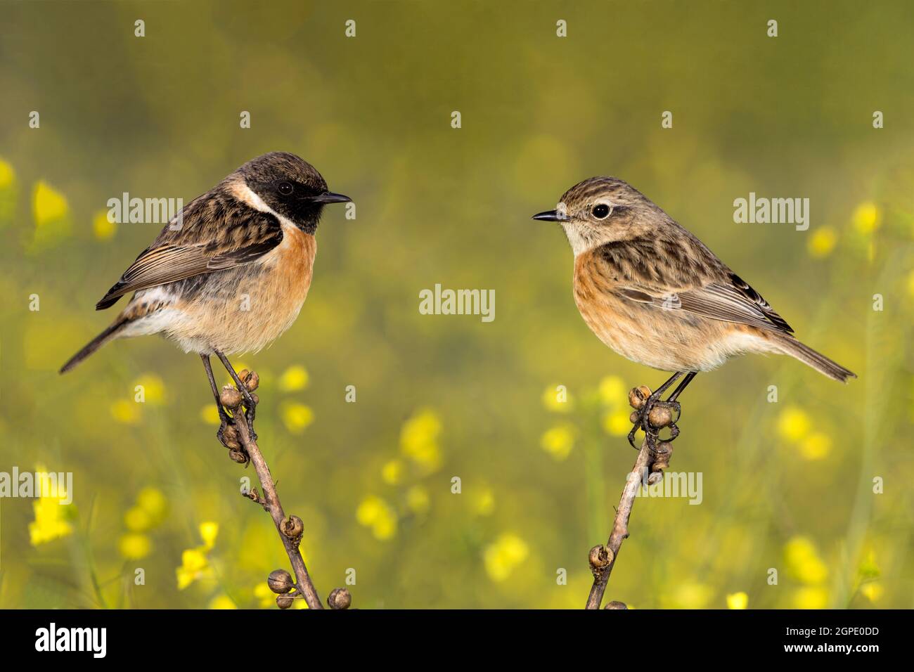 Couple of stonechats in the nature with yellow flowers of background Stock Photo