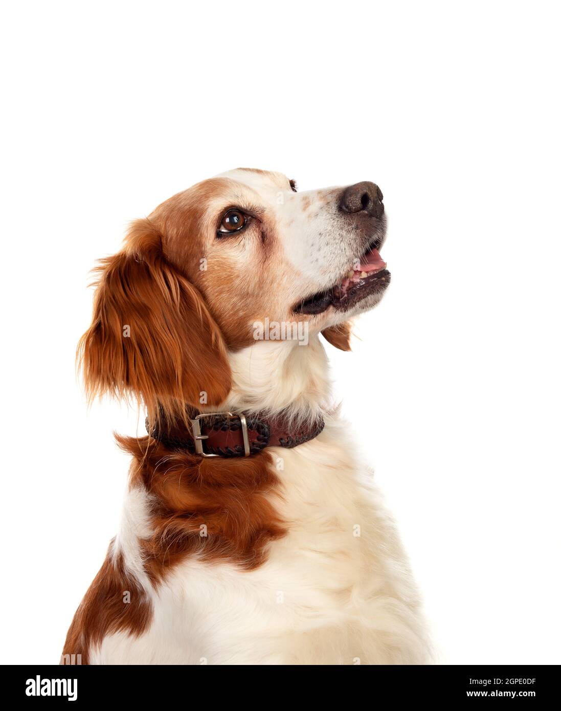 Beautiful portraits of a dog isolated on a white background Stock Photo ...