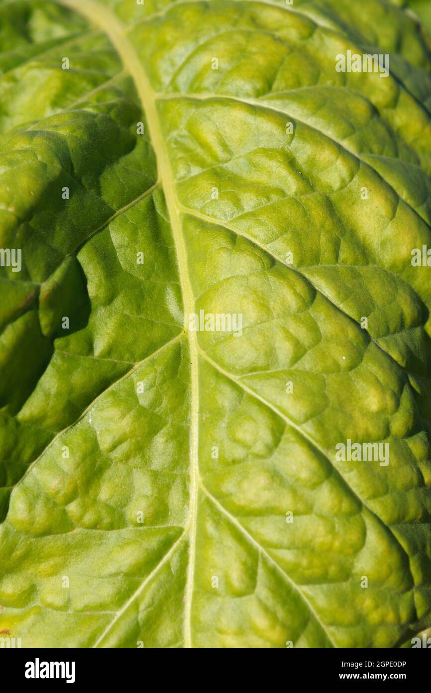 Wrinkled leaves hi-res stock photography and images - Alamy