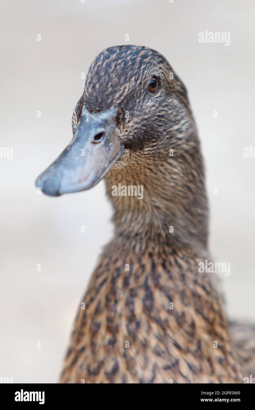 Beautiful brown duck in a park Stock Photo