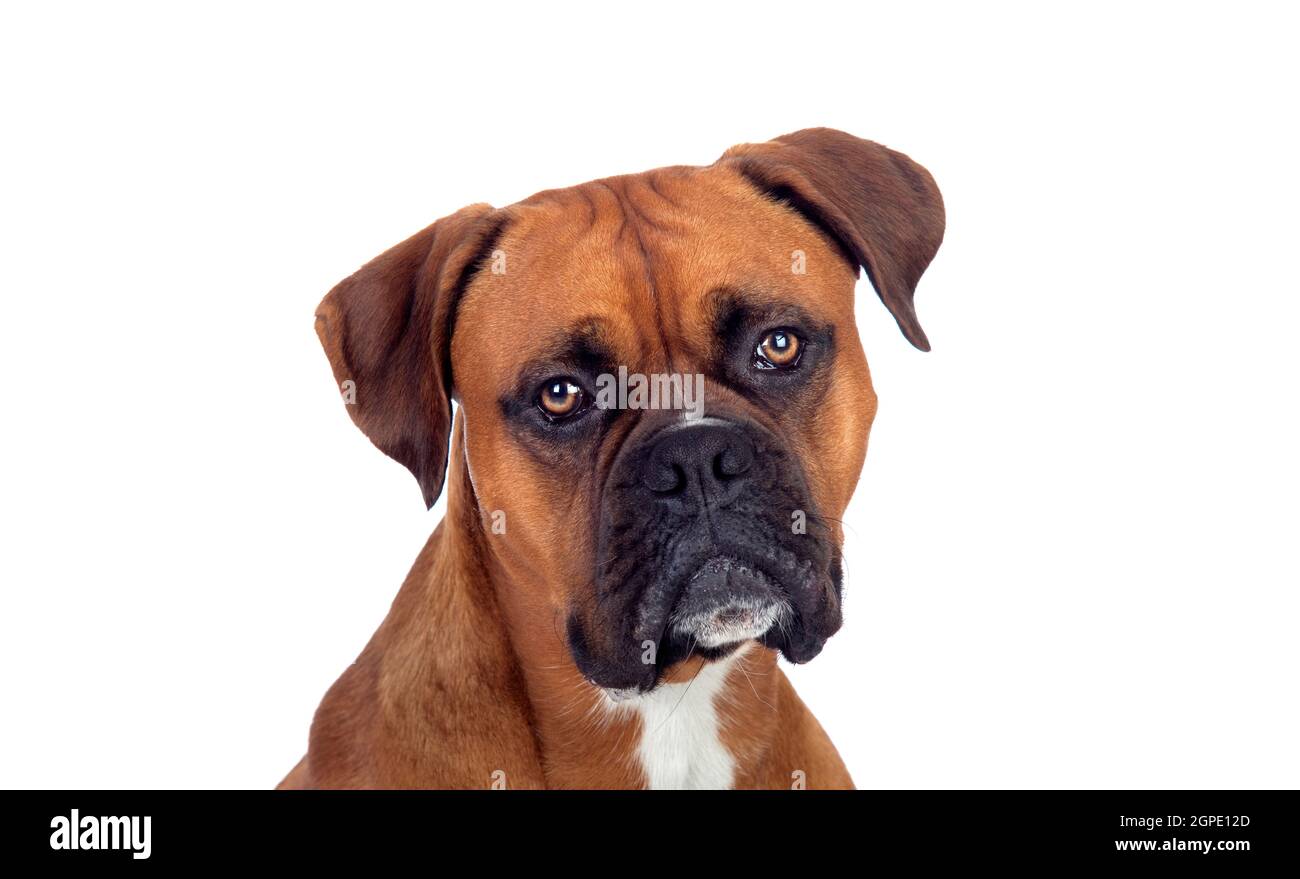Portrait of a brown adult boxer looking at camera isolated on a white background Stock Photo