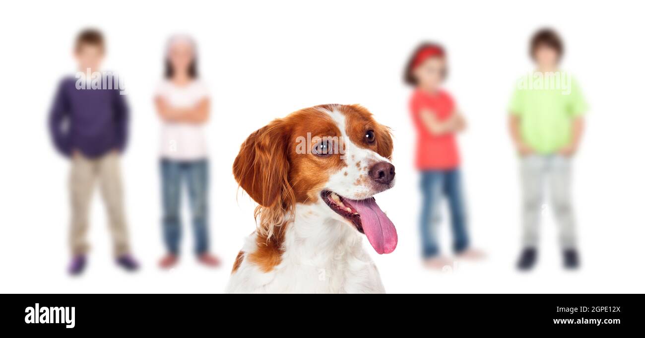 Beautiful dog with blurry children of background. Looking for your new owner Stock Photo