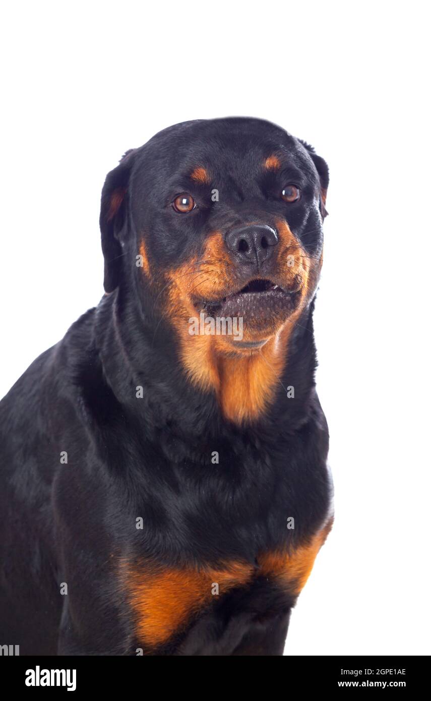 Adult Rottweiler dog isolated on a white background Stock Photo - Alamy