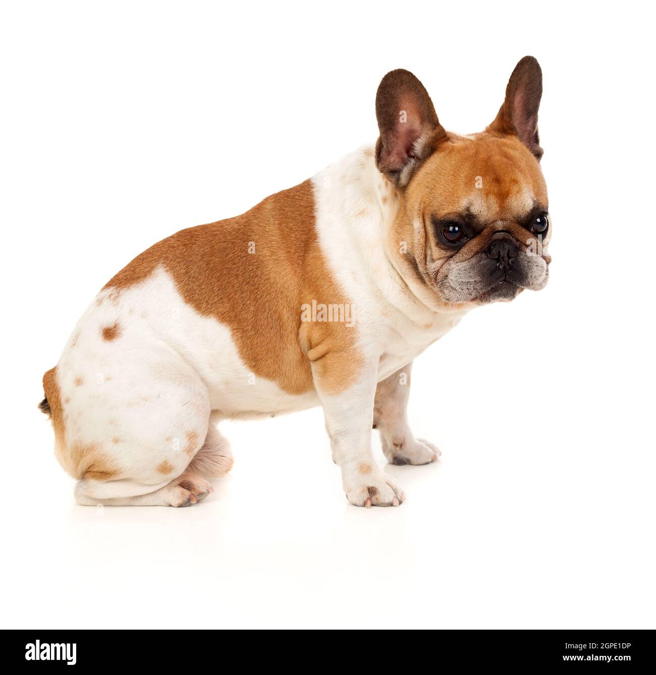 Portrait in Studio of a cute bulldog isolated on a white background Stock Photo