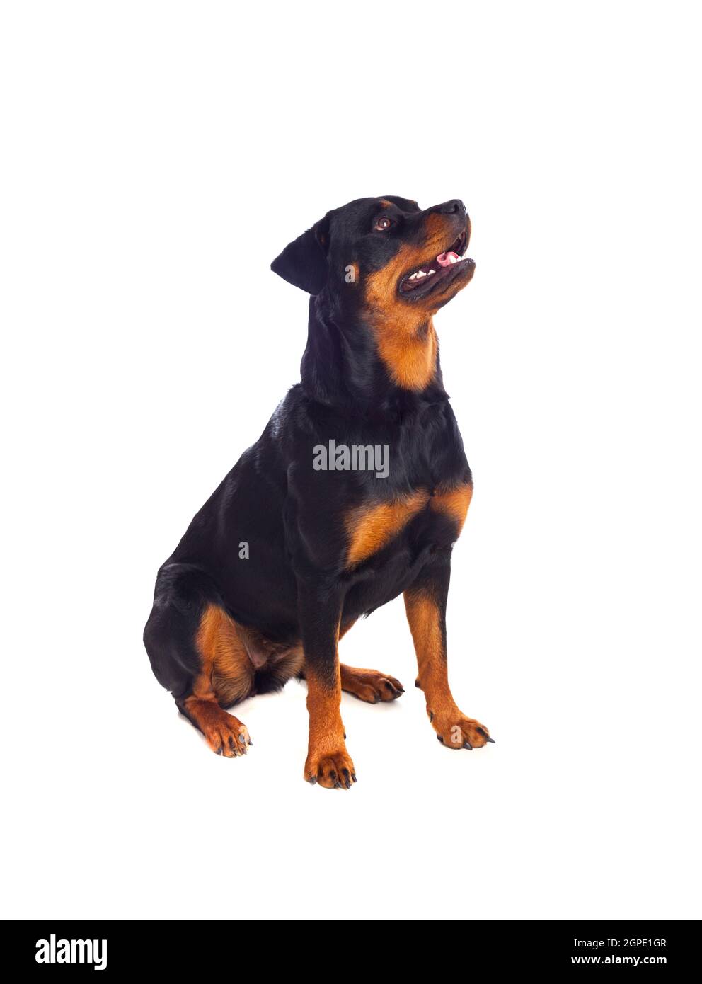 Adult Rottweiler dog isolated on a white background Stock Photo - Alamy