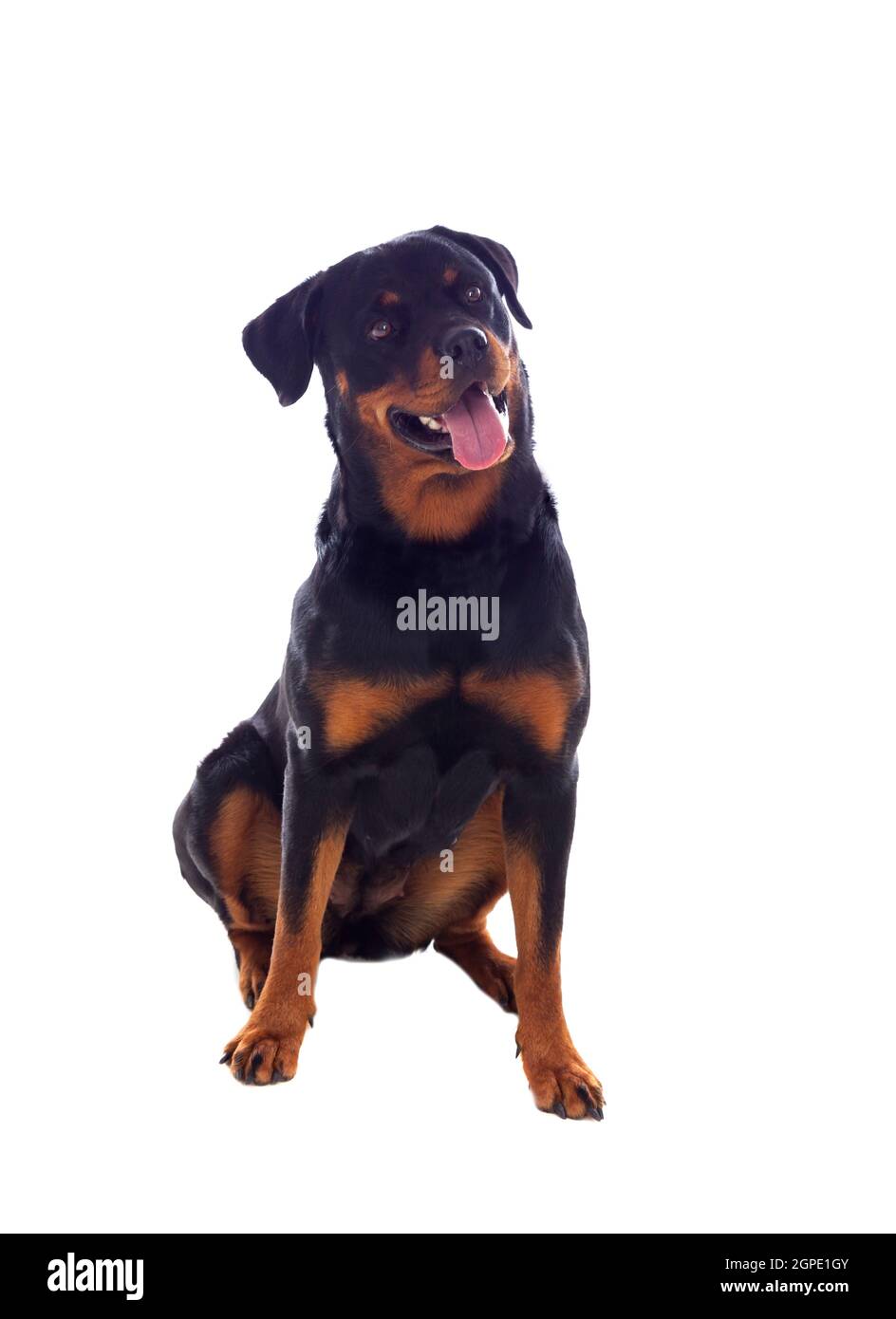 Adult Rottweiler dog isolated on a white background Stock Photo - Alamy