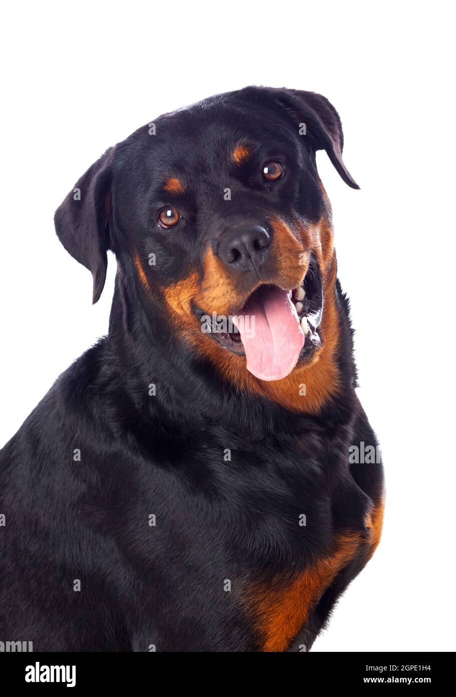 Adult Rottweiler dog isolated on a white background Stock Photo - Alamy