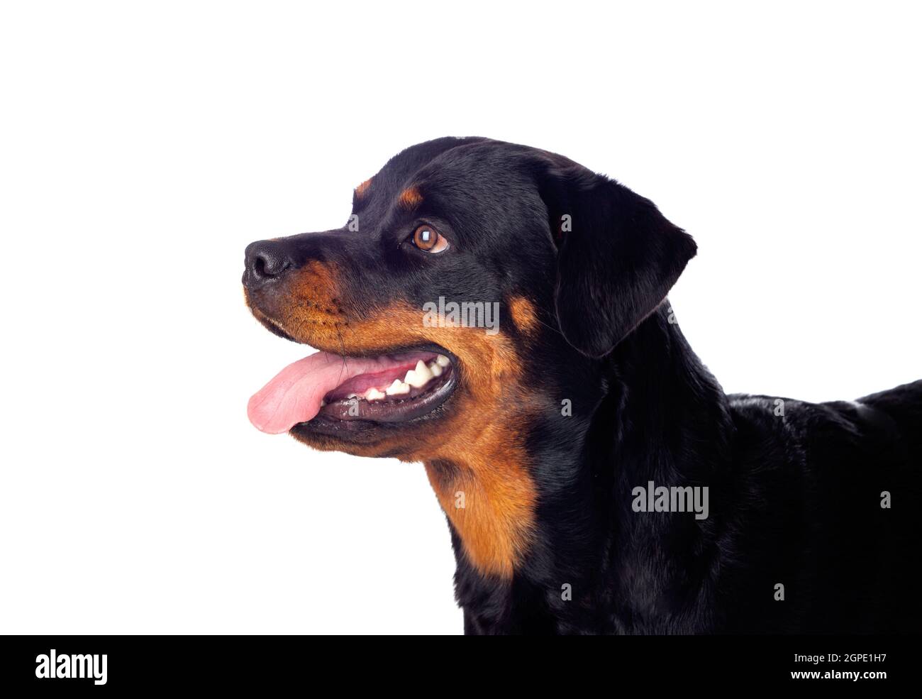 Adult Rottweiler dog isolated on a white background Stock Photo - Alamy