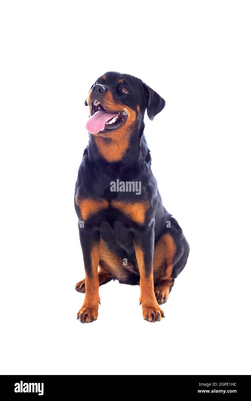Adult Rottweiler dog isolated on a white background Stock Photo - Alamy