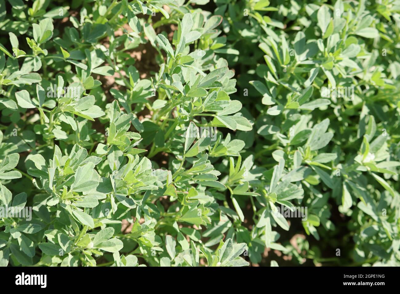 Closeup of defocused Green fresh organic Thai hybrid variety of