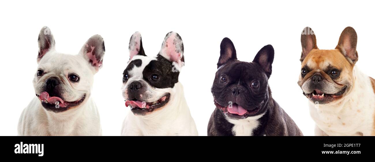 Portrait in Studio of cute bulldogs isolated on a white background Stock Photo
